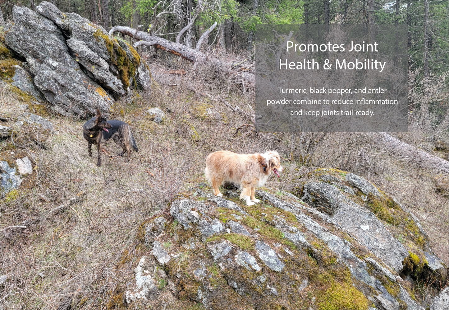 Antler & Root – Handcrafted Dog Treats with Elk Antler & Sweet Potato (4 oz)